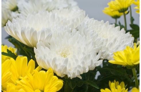 生花